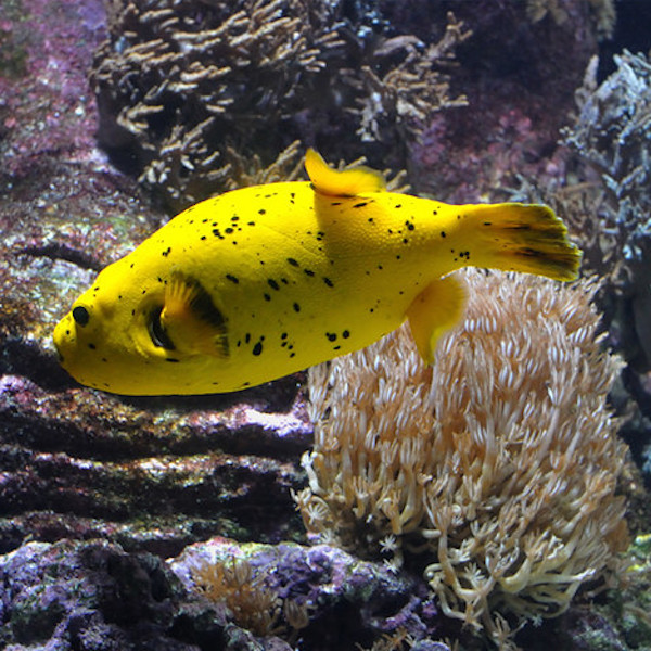 la Rochelle l'aquarium