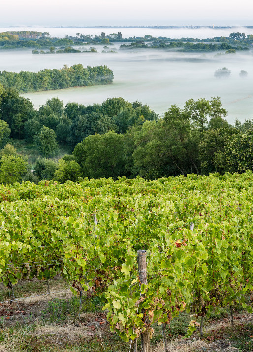 paysage de Maine et LOIRE