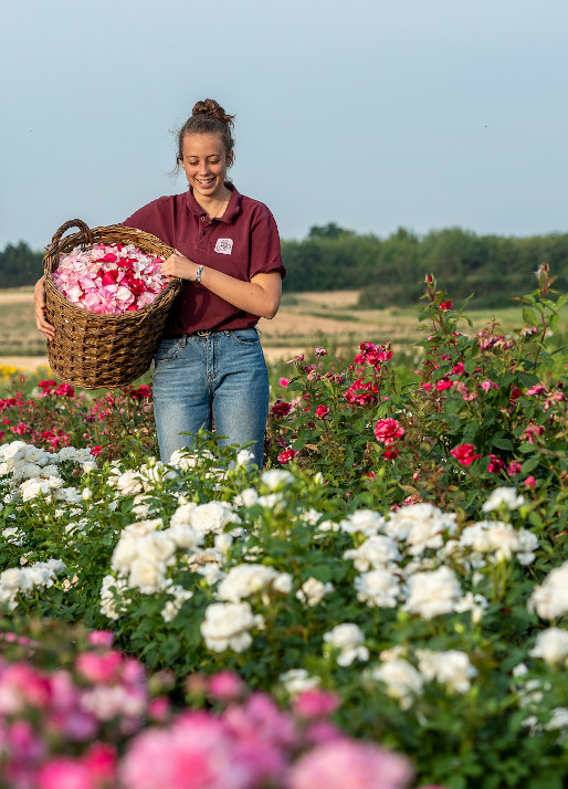 Terre de rose en Anjou